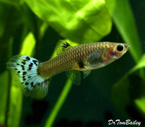 guppy fish for sale|Fancy Male & Female Guppies Fish for Sale .
